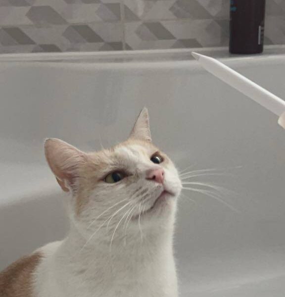 Zaginął kotek Lutek