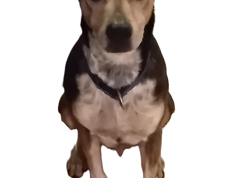 Zaginął pies Bazyl