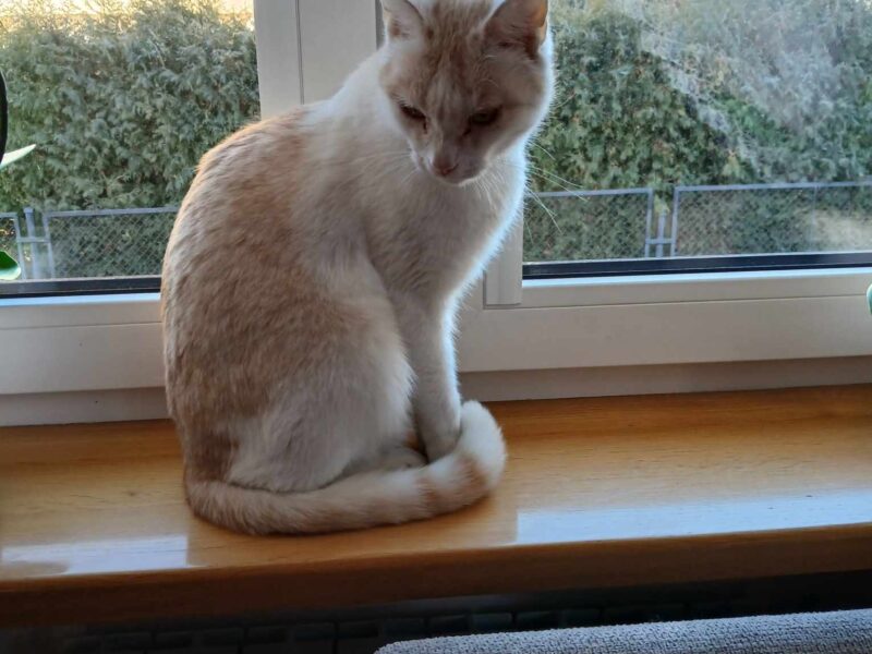 Zaginął kotek Lutek