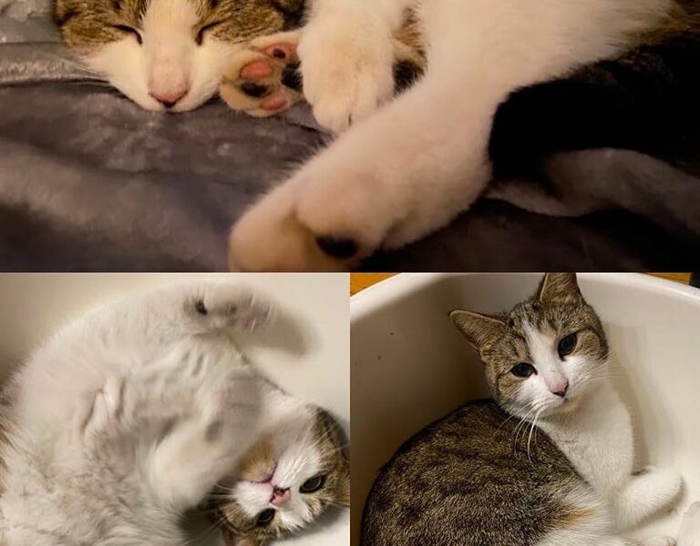 ZAGINĘŁA KOTKA GŁOGÓW, OSIEDLE BRZOSTÓW