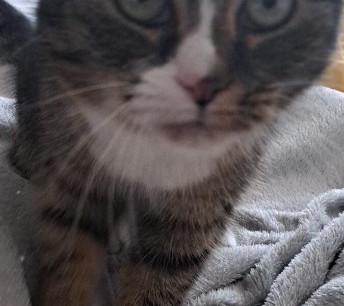 ZAGINĘŁA KOTKA! NAGRODA ZA ZNALEZIENIE