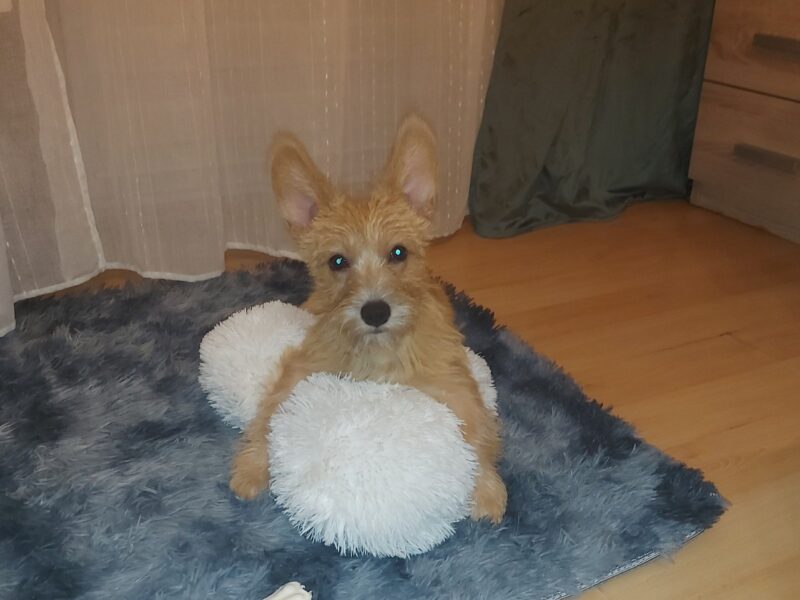 Zaginęła sunia Molly