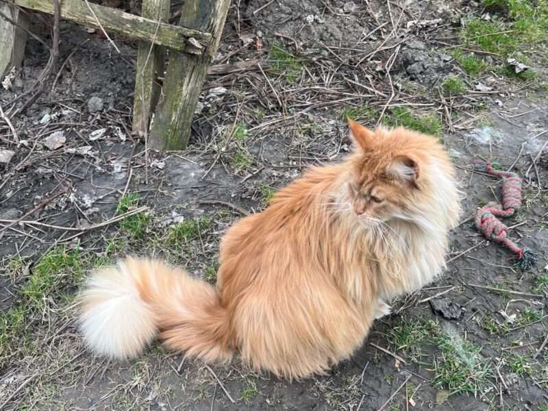 Zaginęła kotka Fiona