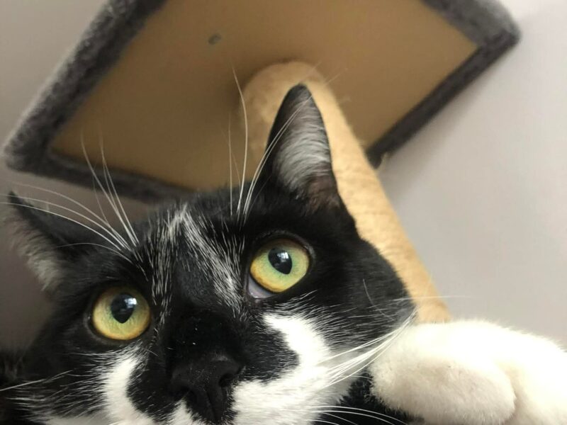 Zaginął kot Groszek