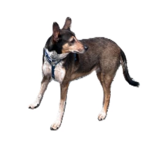 Zaginął pies Bazyl