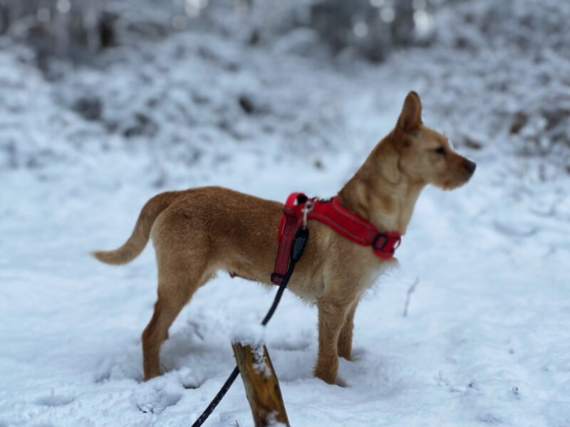 Niedzica Zamek zaginęła płochliwa sunia