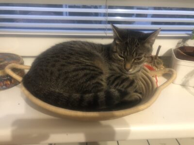 Zaginęła Kotka Kasia