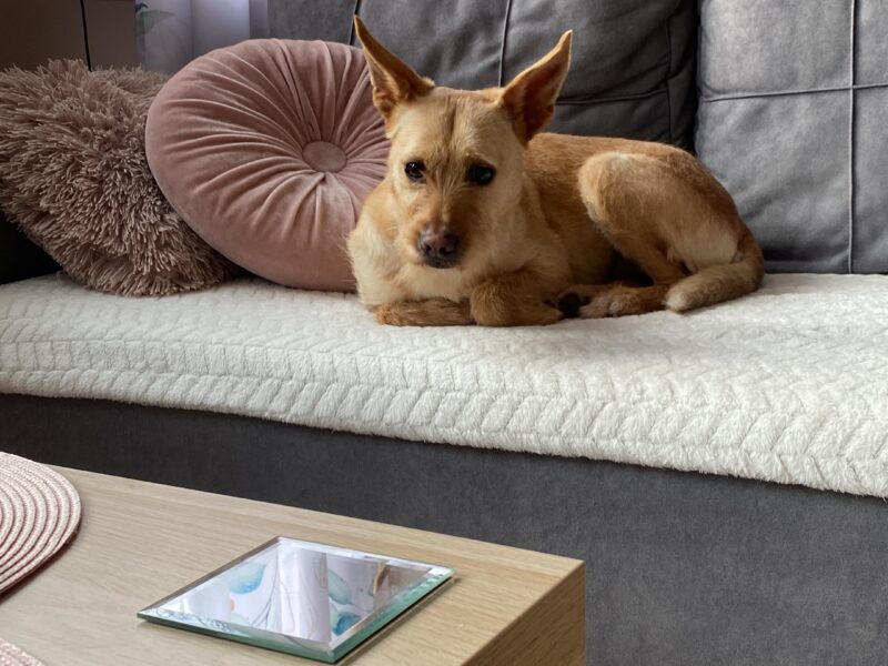 Niedzica Zamek zaginęła płochliwa sunia