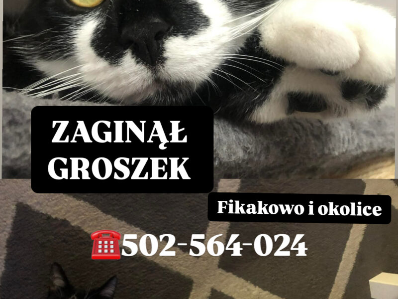 Zaginął kot Groszek