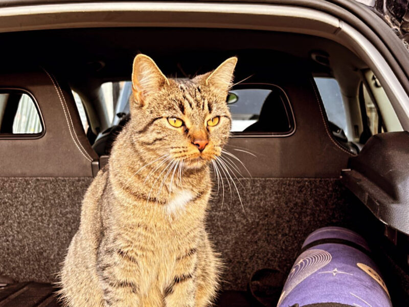 Zaginęła kotka Luna