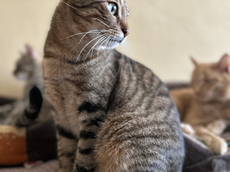 Zaginął kotek z domu adopcyjnego