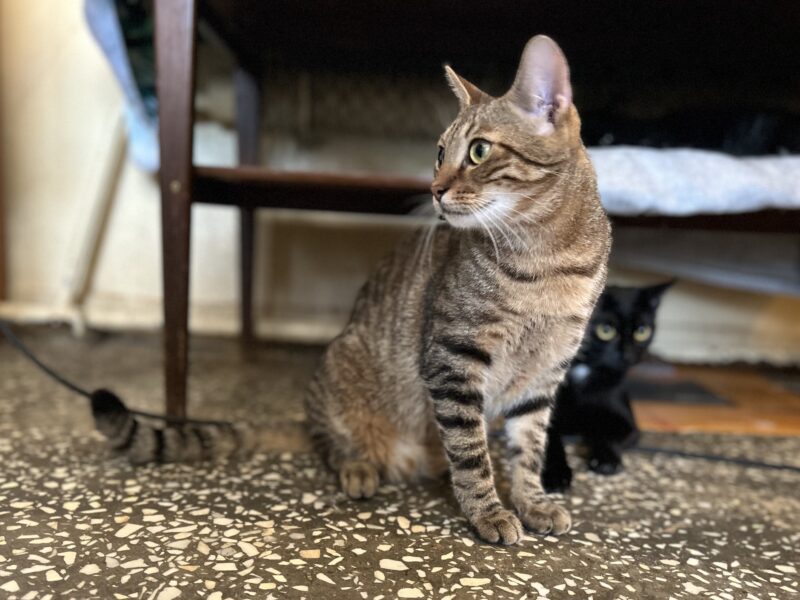 Zaginął kotek z domu adopcyjnego