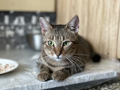 Zaginął kotek z domu adopcyjnego