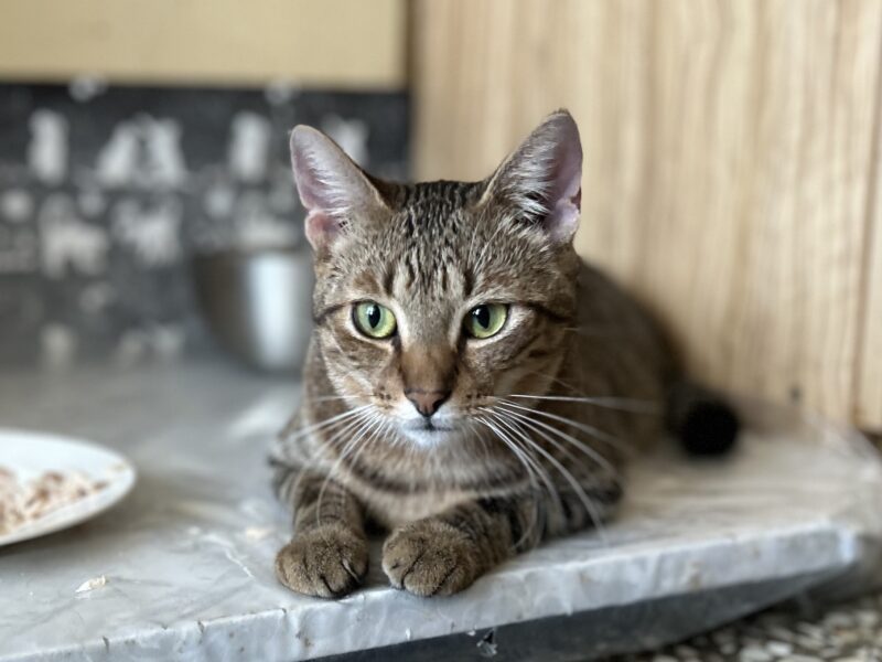 Zaginął kotek z domu adopcyjnego