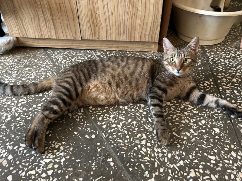 Zaginął kotek z domu adopcyjnego