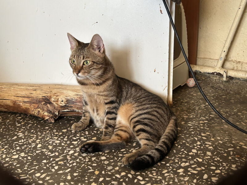 Zaginął kotek z domu adopcyjnego