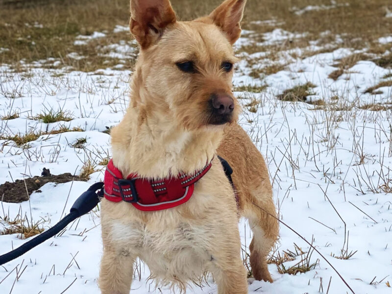 Niedzica Zamek zaginęła płochliwa sunia