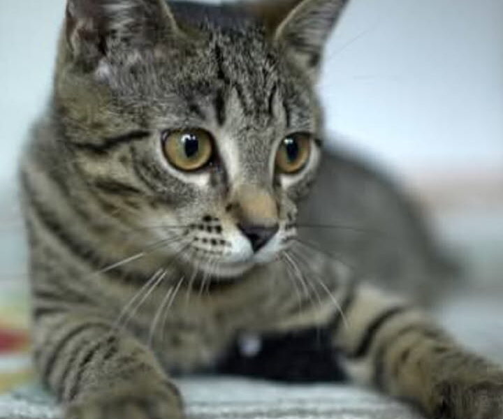 Zaginęła Kotka Kasia