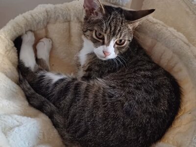 Zaginęła kotka Emma