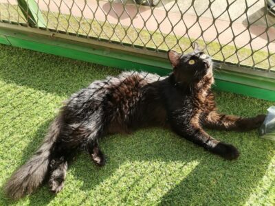 Zaginął kot Piorun