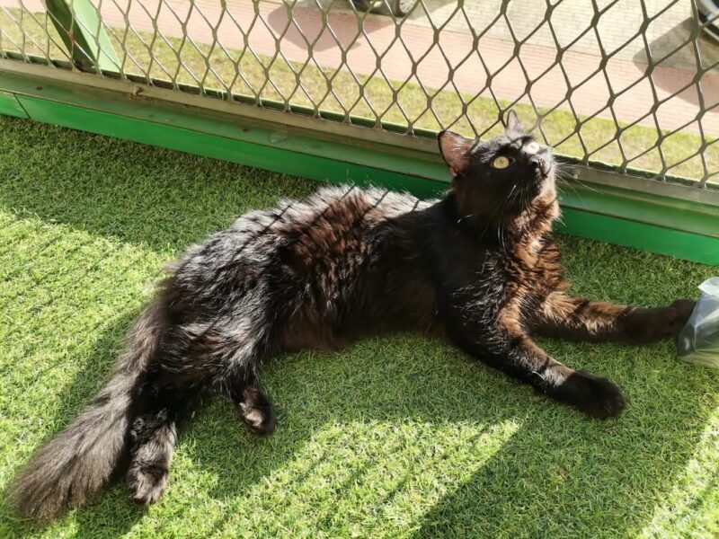 Zaginął kot Piorun