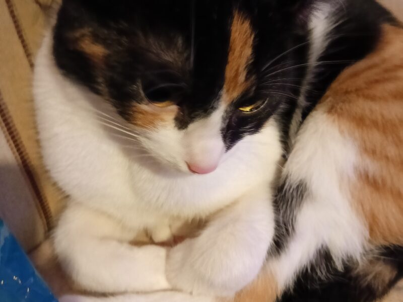 Zaginęła Florka młoda drobna kotka