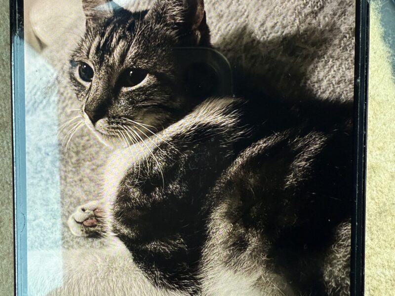 Zaginął kotek Lenek Lenuś