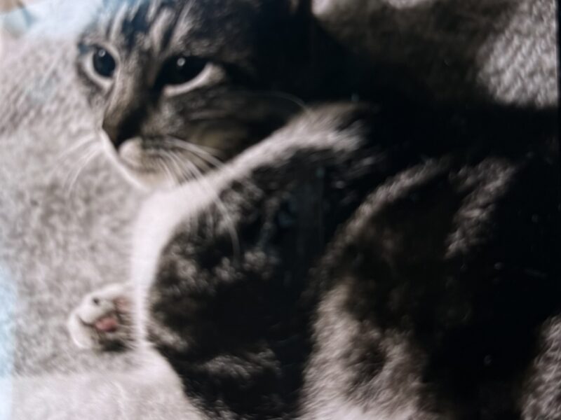 Zaginął kotek Lenek Lenuś