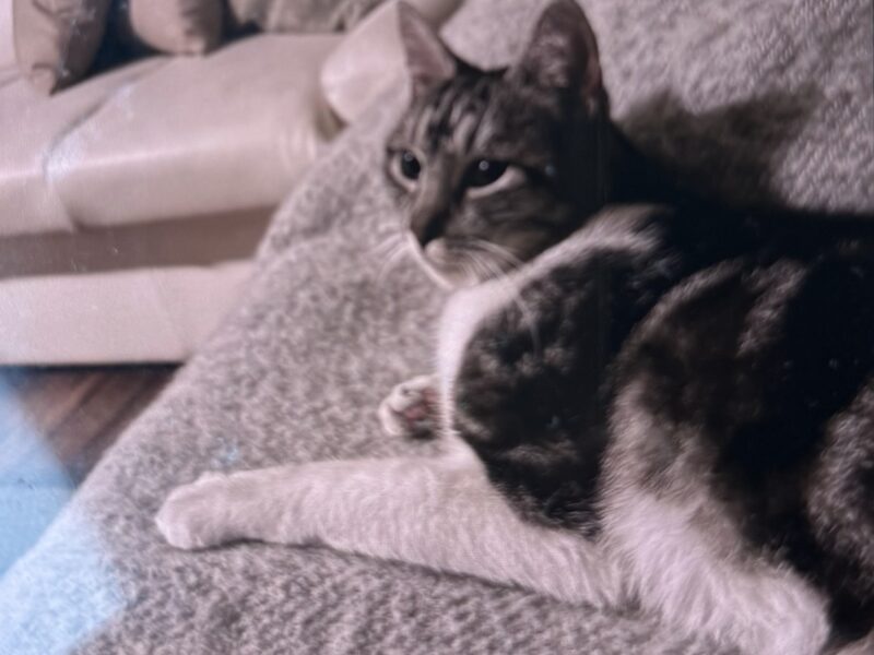 Zaginął kotek Lenek Lenuś