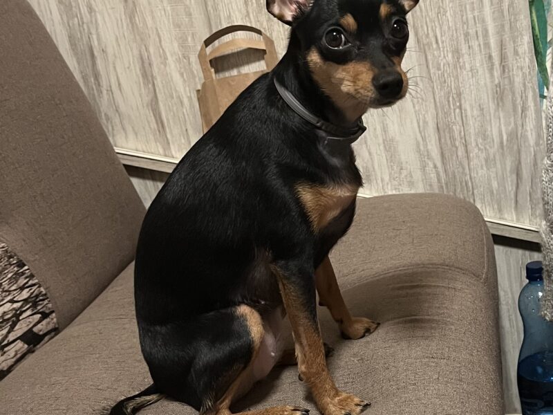 Zaginęła sunia Lala