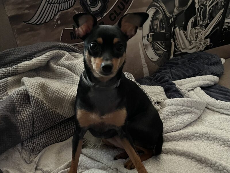 Zaginęła sunia Lala