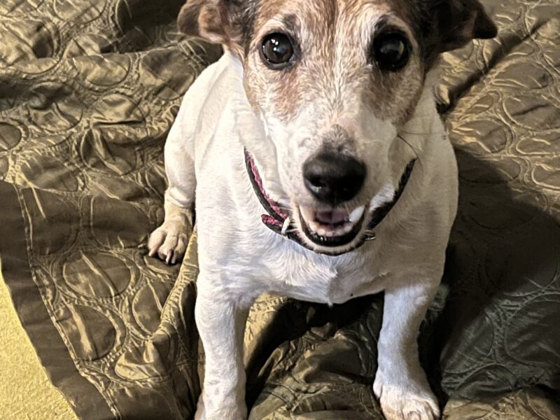 Zaginął Jack Russell Terier