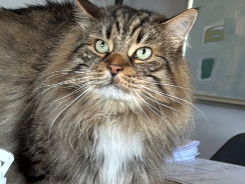 Zaginął Kot Syberyjski