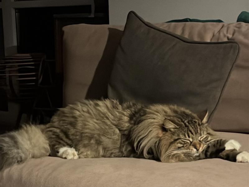 Zaginął Kot Syberyjski