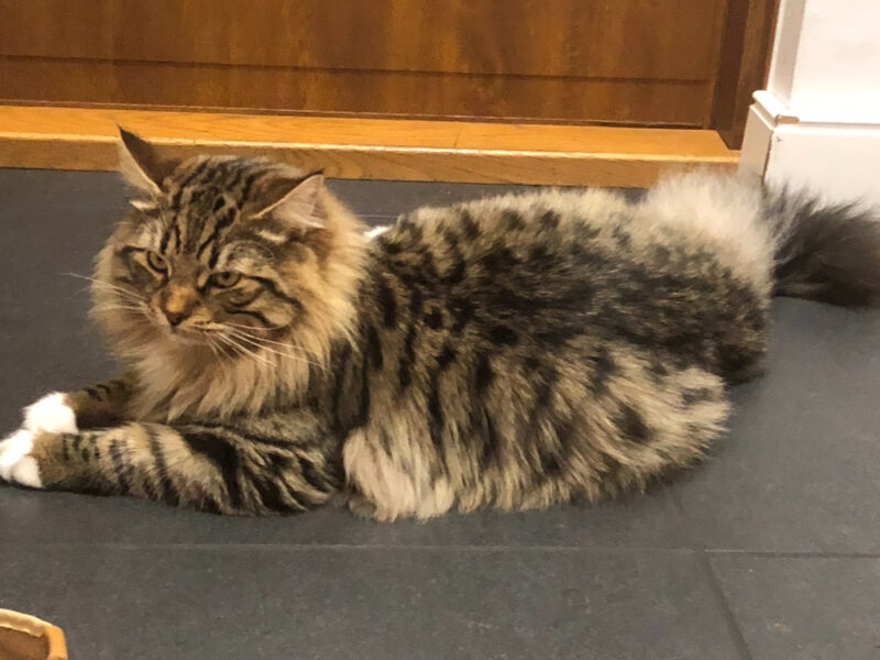 Zaginął Kot Syberyjski