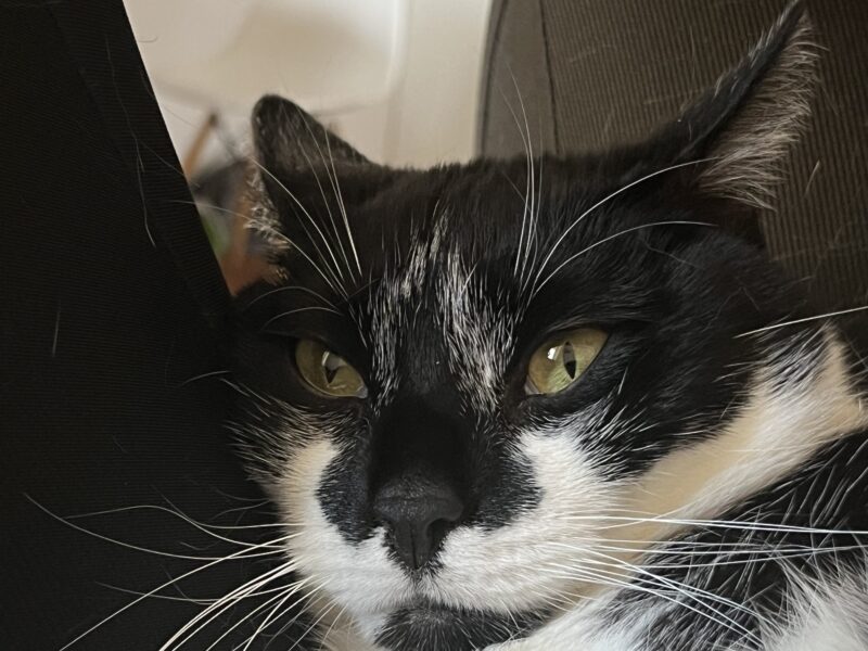 Zaginął kot Groszek