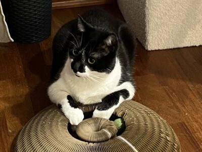 Zaginął kot Groszek