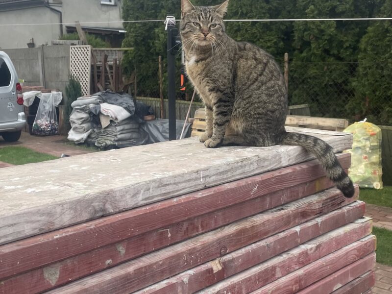 Zaginęła kotka Luna