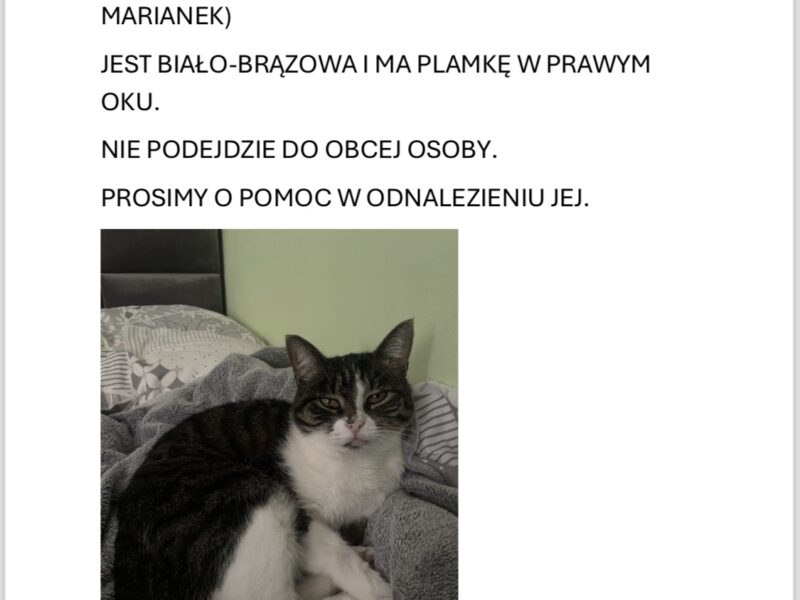 Zaginęła kotka Elza