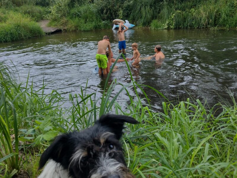 Zaginął piesek Benio