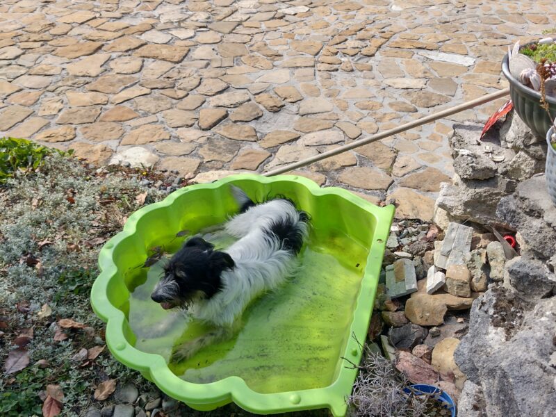 Zaginął piesek Benio