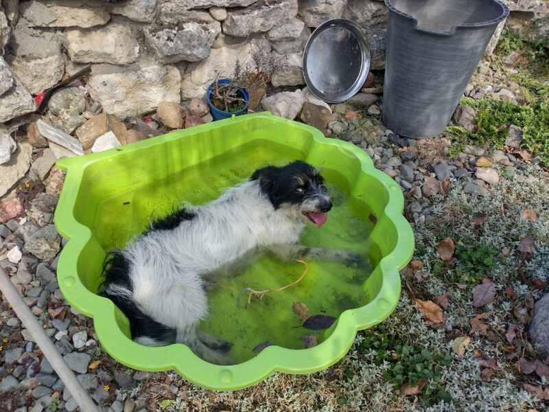 Zaginął piesek Benio