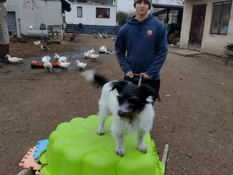 Zaginął piesek Benio