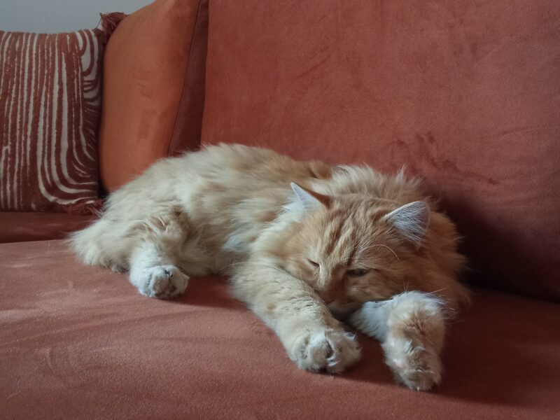 POSZUKIWANY KOCUREK HENIO