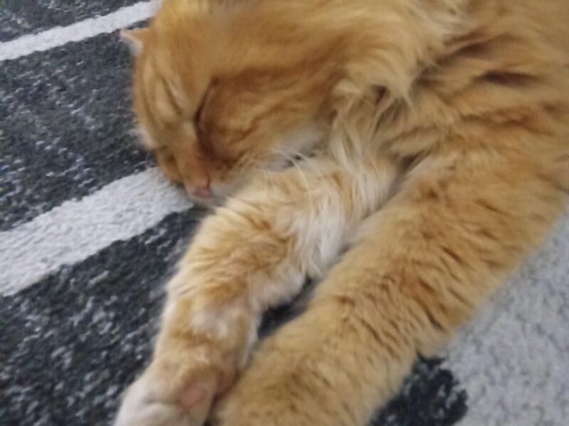 POSZUKIWANY KOCUREK HENIO