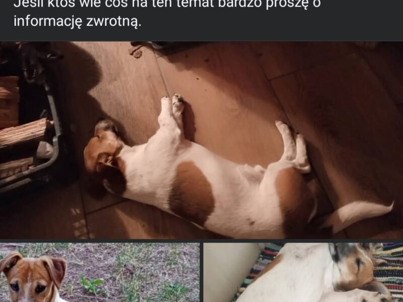 Zaginął Piesek Piko