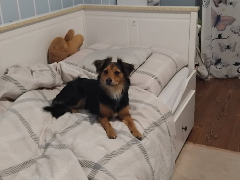 Zaginęła sunia Kluska