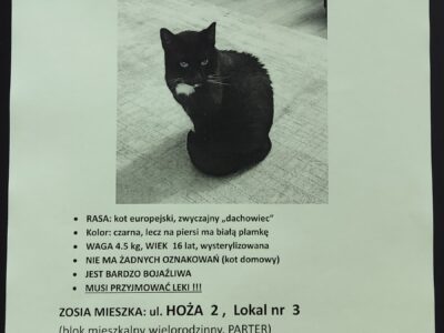 POZNAŃ Zaginęła kotka Zosia