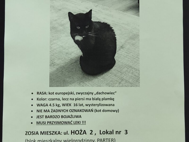 POZNAŃ Zaginęła kotka Zosia