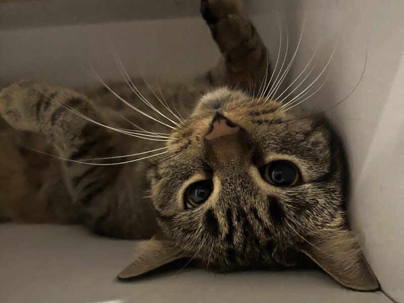 Zaginęła kotka Luna